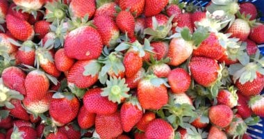 أهم 8 معلومات عن صادرات الفراولة المجمدة المصرية