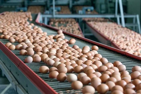 إدارة ترامب تقاضي ولاية كاليفورنيا بسبب أسعار البيض