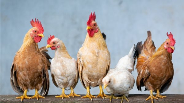 بورصة الدواجن.. أسعار الفراخ البيضاء اليوم السبت 12 يوليو 2025