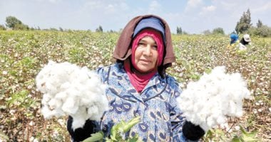 كيف تساهم زراعة الأقطان قصيرة التيلة في خفض الواردات وتلبية احتياجات الصناعة الوطنية؟
